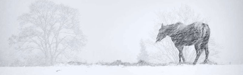 大雪時(shí)節(jié)雪紛紛 大雪時(shí)節(jié)雪紛紛